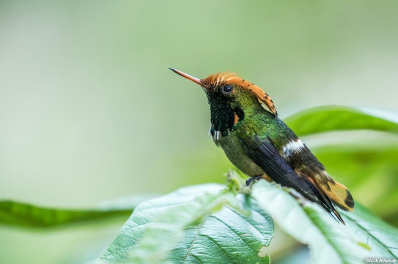 Spangled Coquette