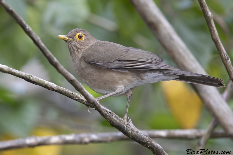 Spectacled Thrush
