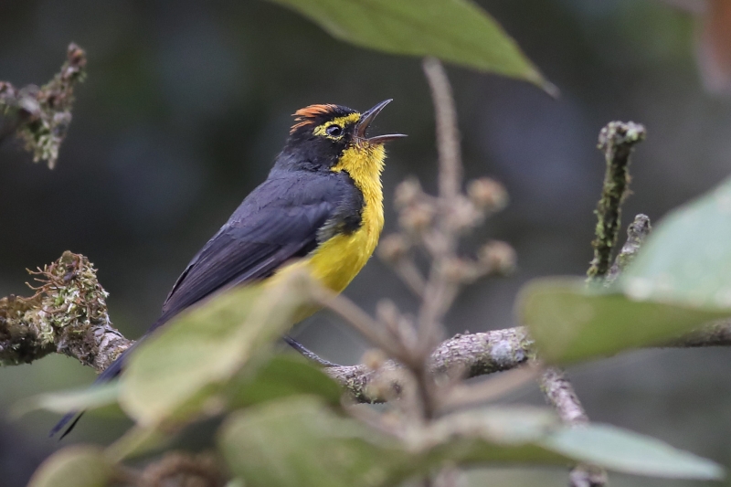 Spectacled Whitestart