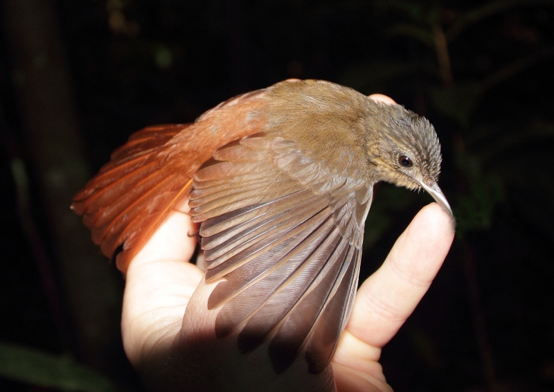 Spot-throated Woodcreeper