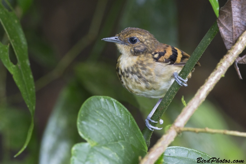 Spotted Antbird