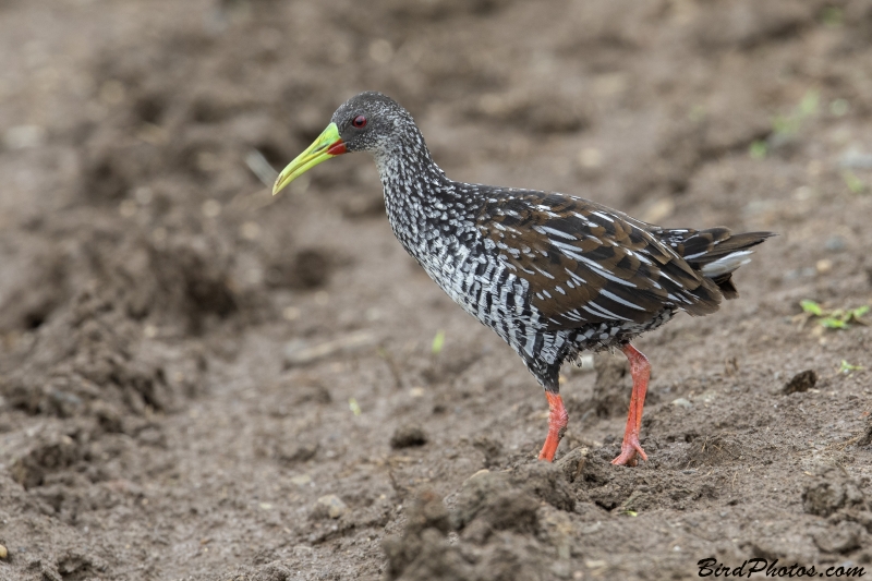 Spotted Rail