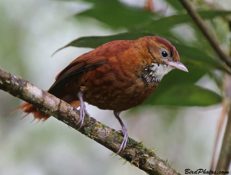 Star-chested Treerunner