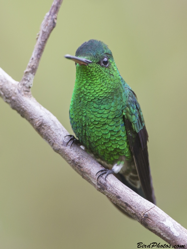 Steely-vented Hummingbird