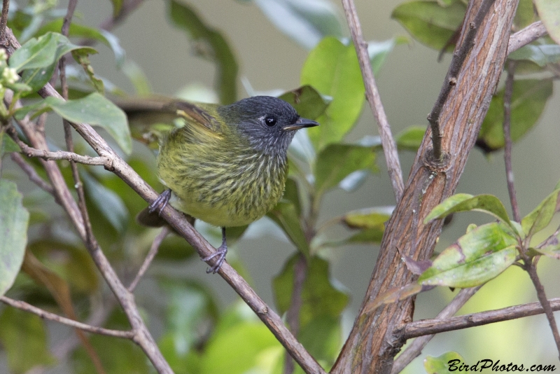 Streak-necked Flycatcher