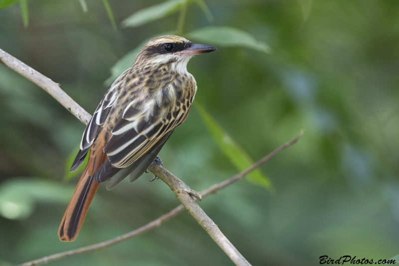 Streaked Flycatcher