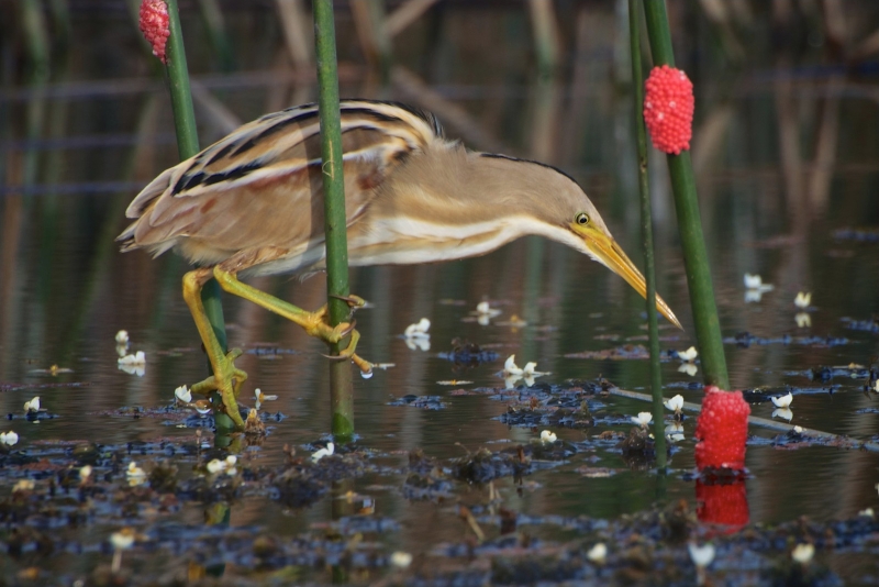 Stripe-backed Bittern