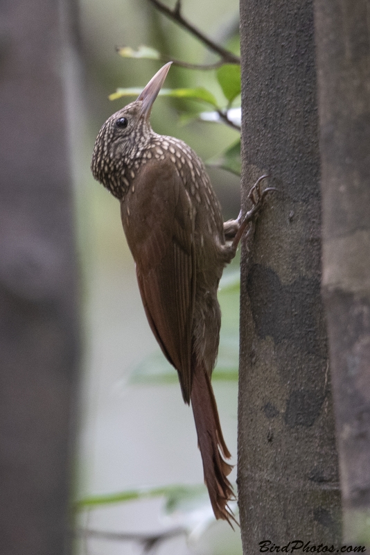 Striped Woodcreeper