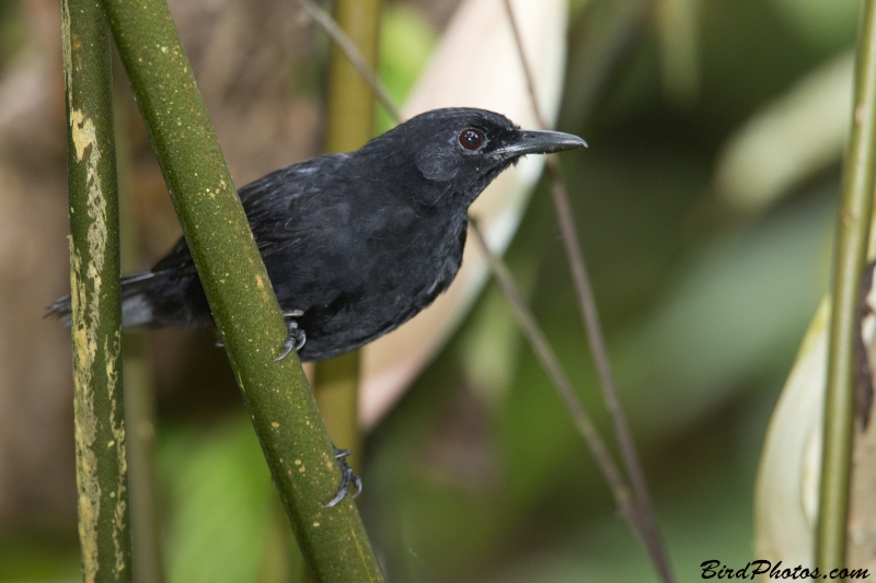 Stub-tailed Antbird