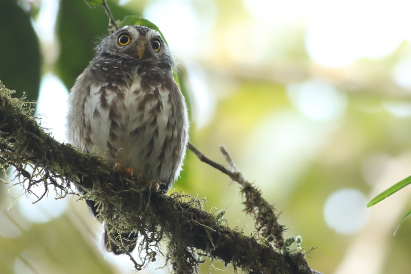 Subtropical Pygmy Owl