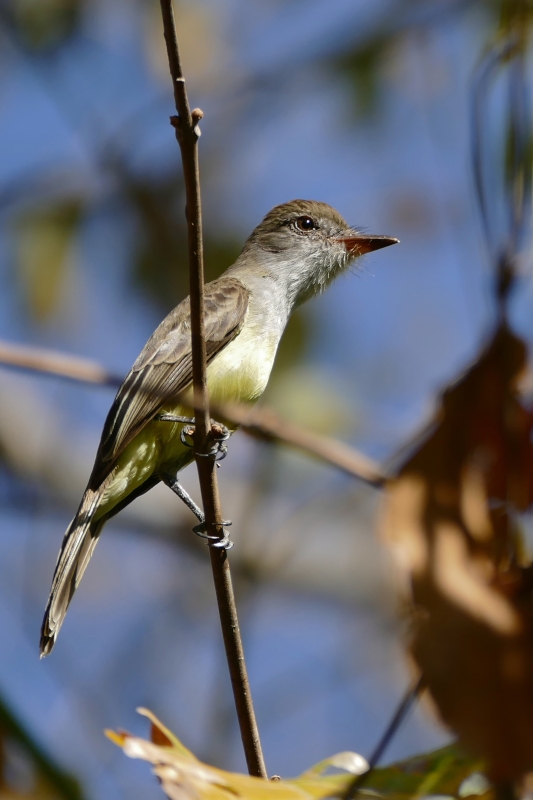 Swainson's Flycatcher