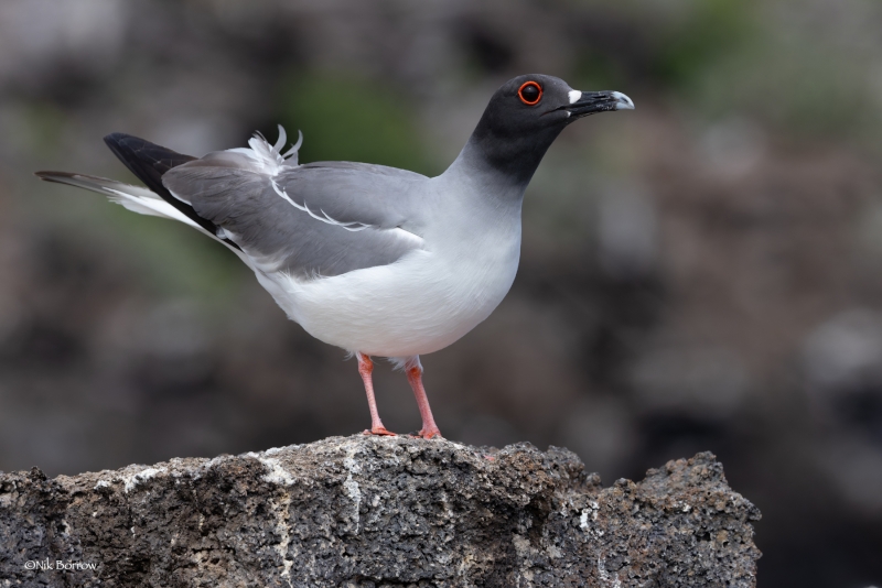 Swallow-tailed Gull