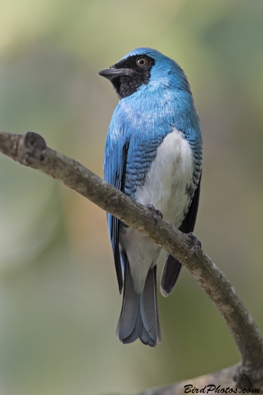 Swallow Tanager