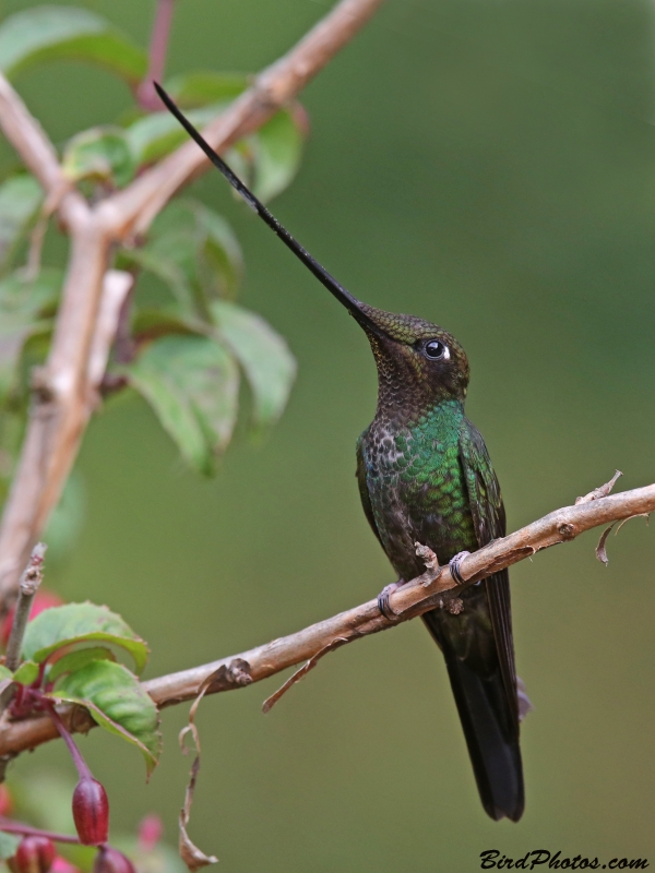 Sword-billed Hummingbird