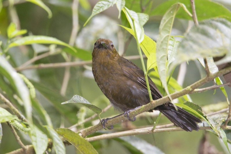 Tawny-crested Tanager