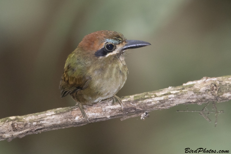 Tody Motmot