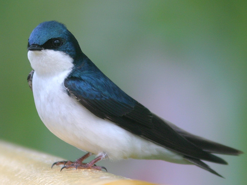 Tree Swallow