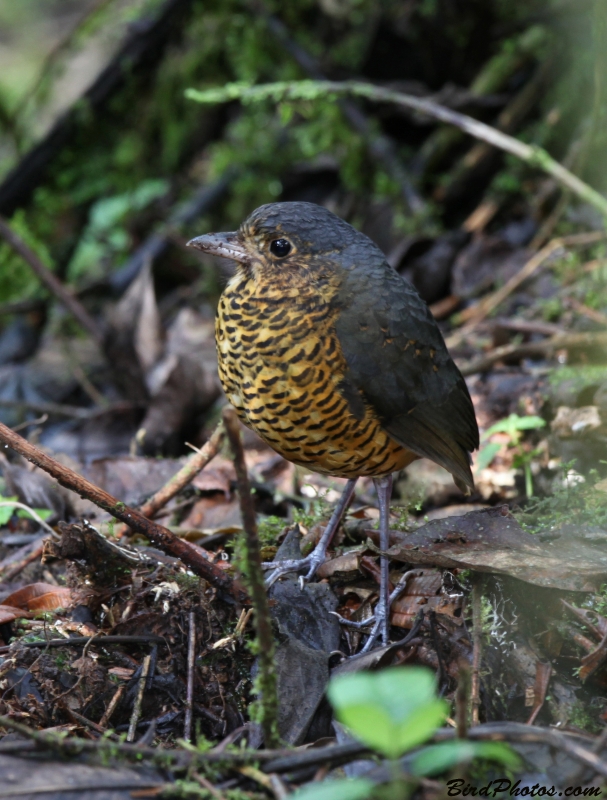 Undulated Antpitta