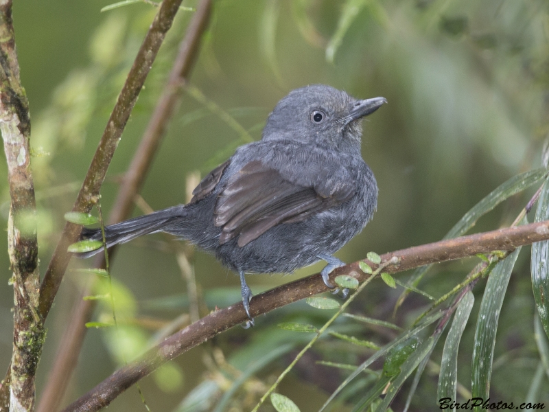 Uniform Antshrike