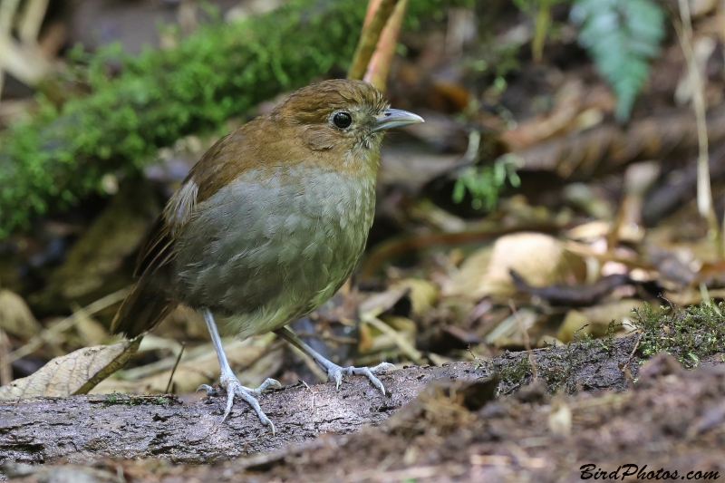 Urrao Antpitta