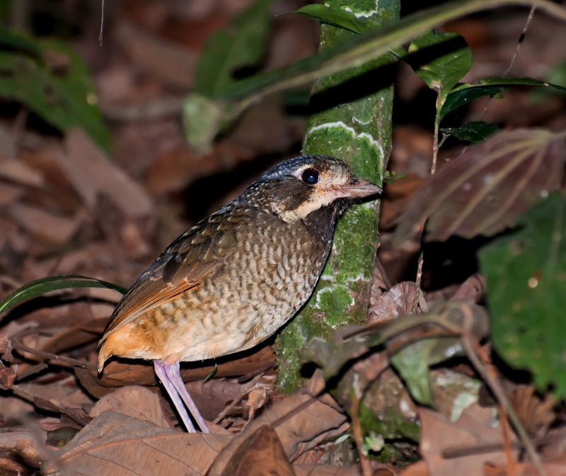 Variegated Antpitta