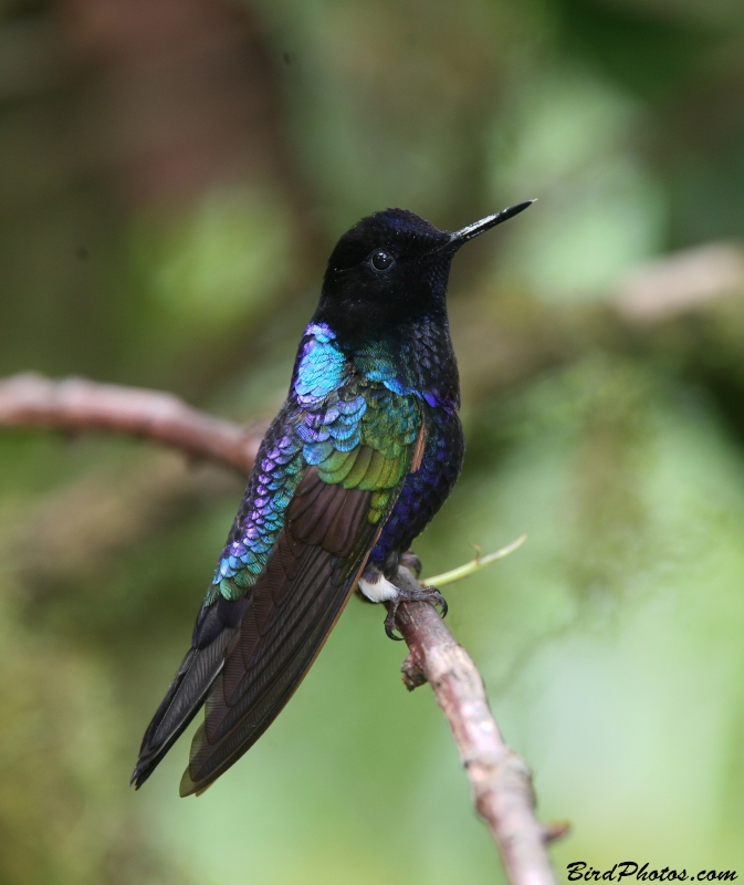 Velvet-purple Coronet