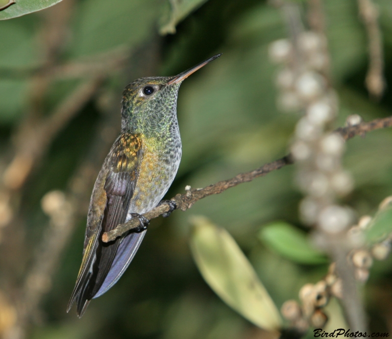 Versicolored Emerald