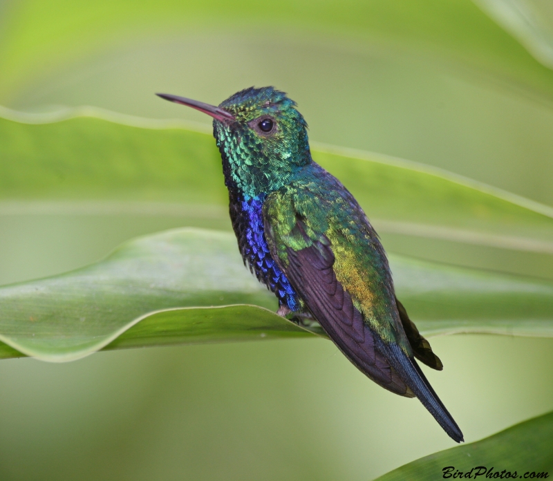 Violet-bellied Hummingbird