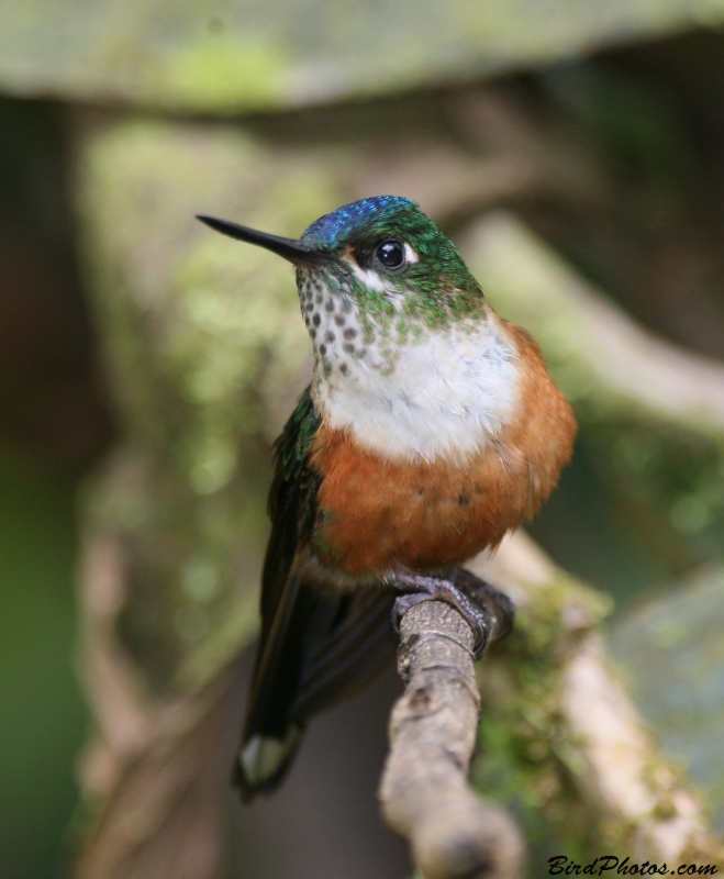 Violet-tailed Sylph