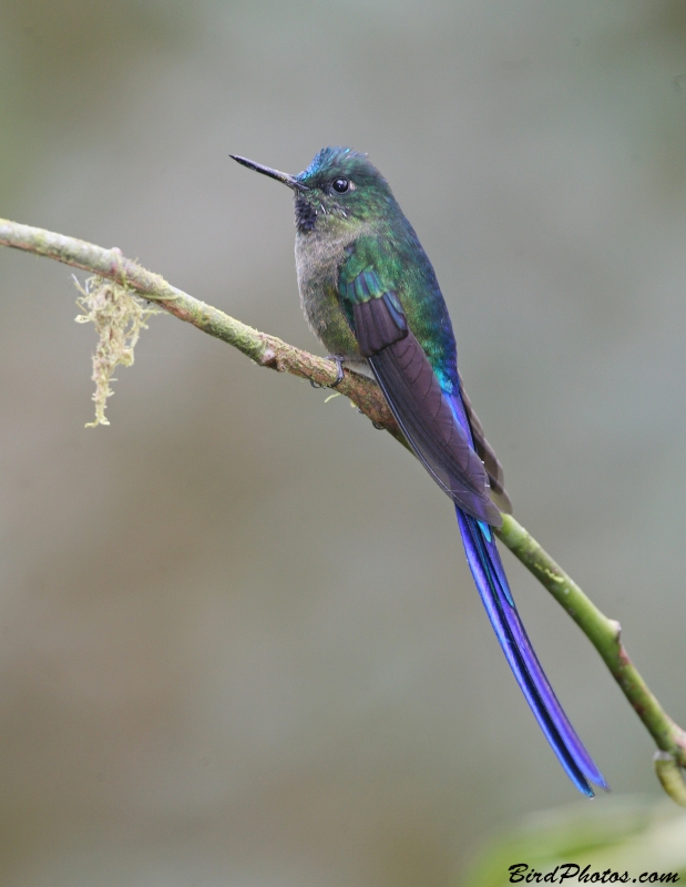 Violet-tailed Sylph