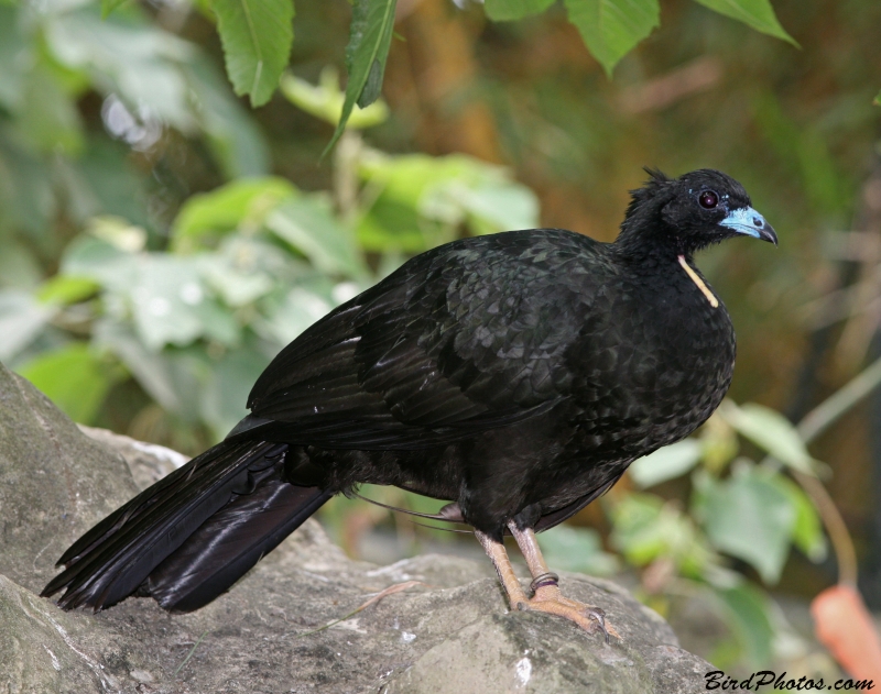 Wattled Guan