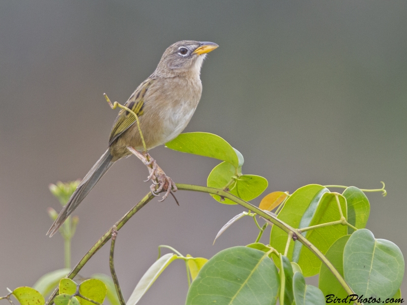 Wedge-tailed Grass Finch