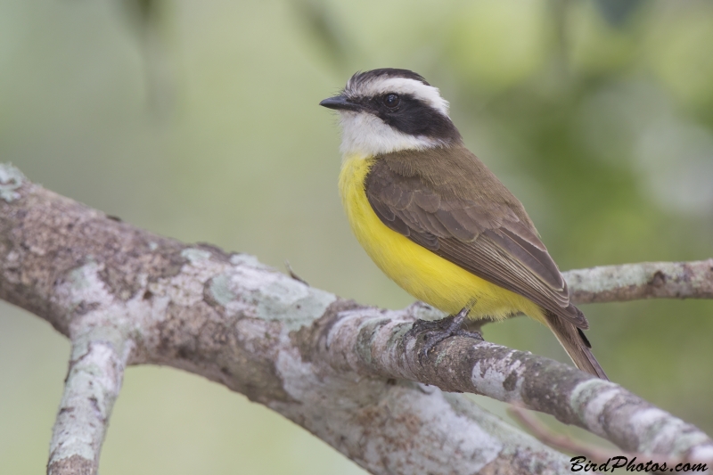 White-bearded Flycatcher