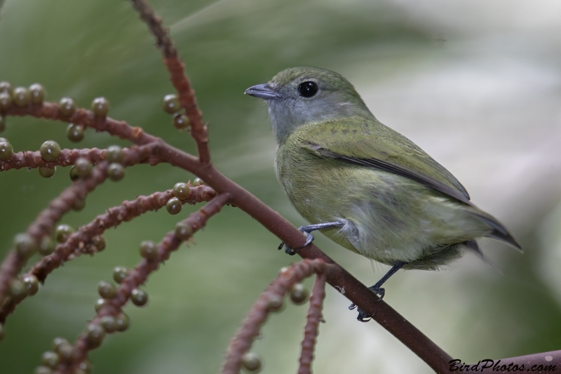 White-bibbed Manakin