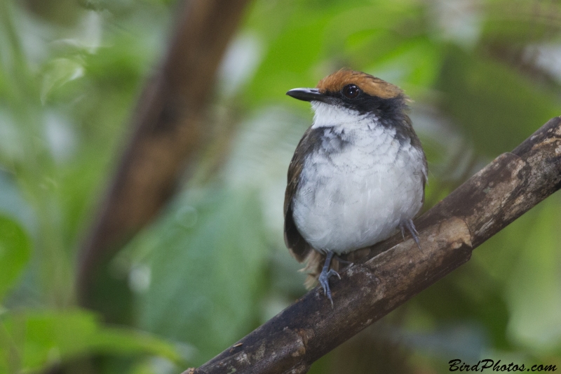 White-browed Antbird