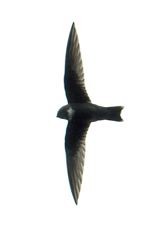 White-chested Swift