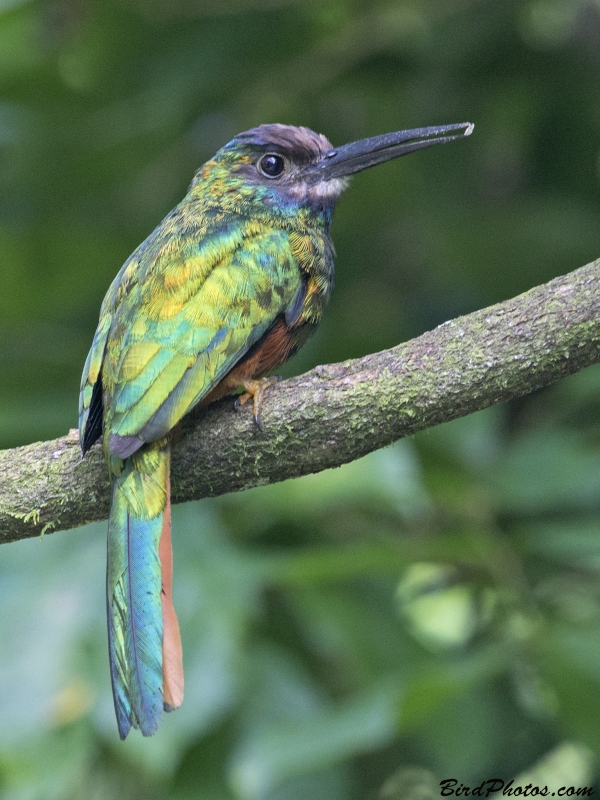 White-chinned Jacamar