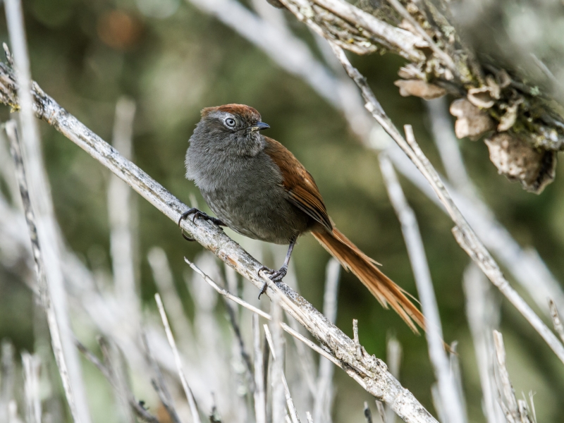 White-chinned Thistletail