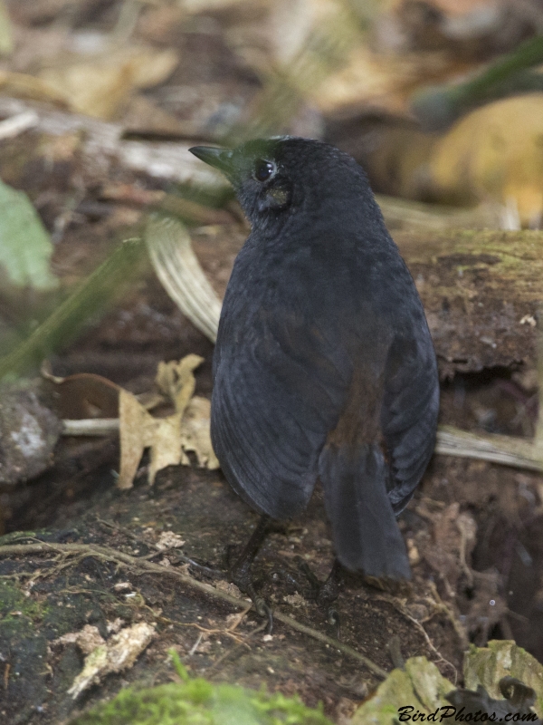 White-crowned Tapaculo