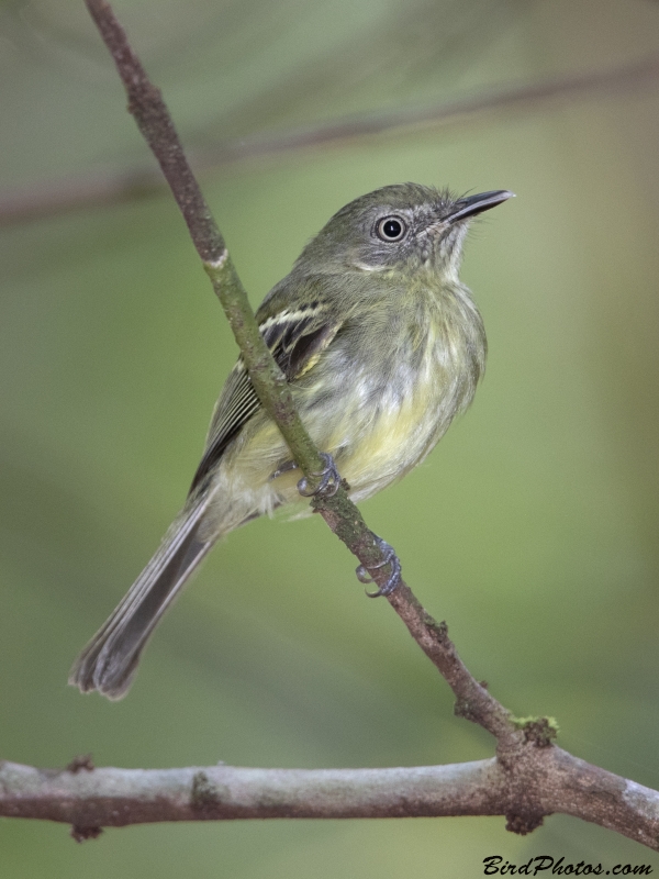 White-eyed Tody-Tyrant