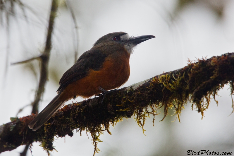 White-faced Nunbird