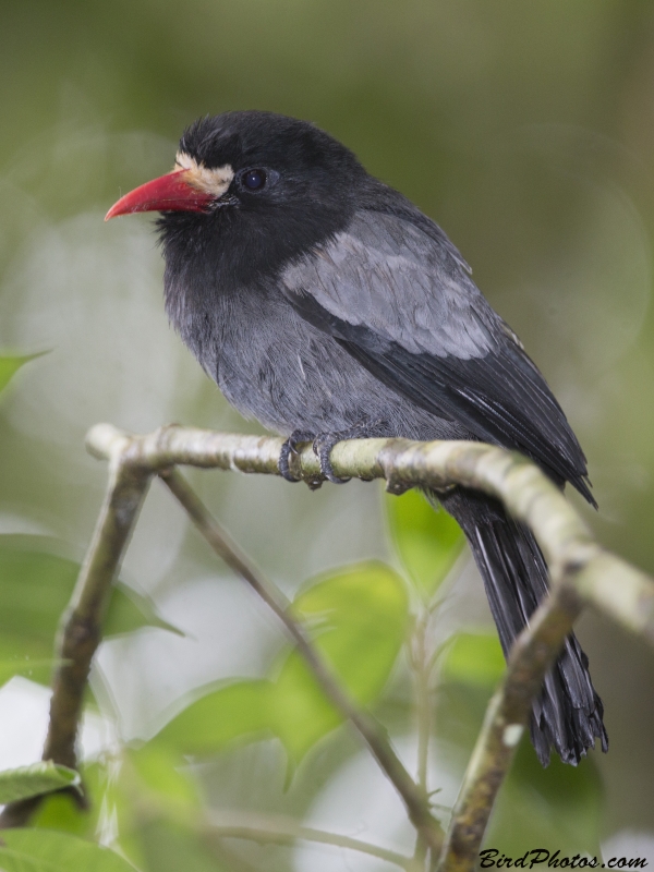 White-fronted Nunbird