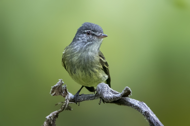White-fronted Tyrannulet
