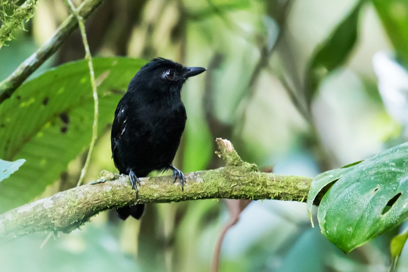 White-shouldered Antshrike