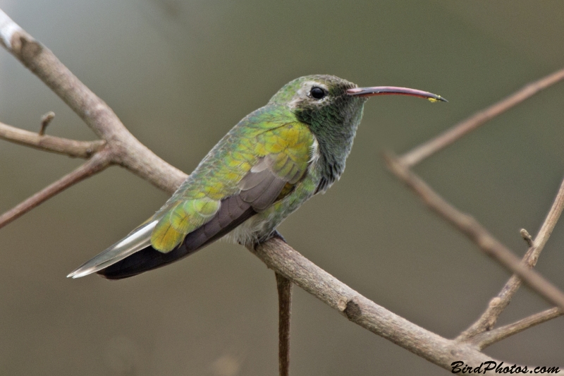White-tailed Goldenthroat