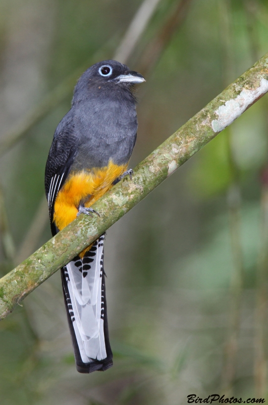 White-tailed Trogon