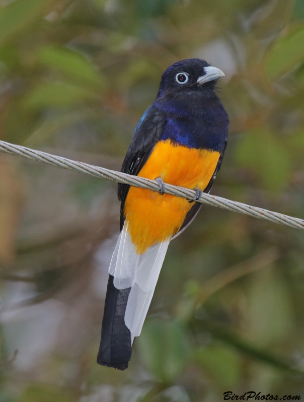 White-tailed Trogon