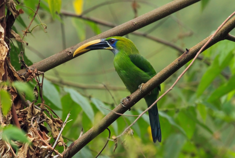 White-throated Toucanet