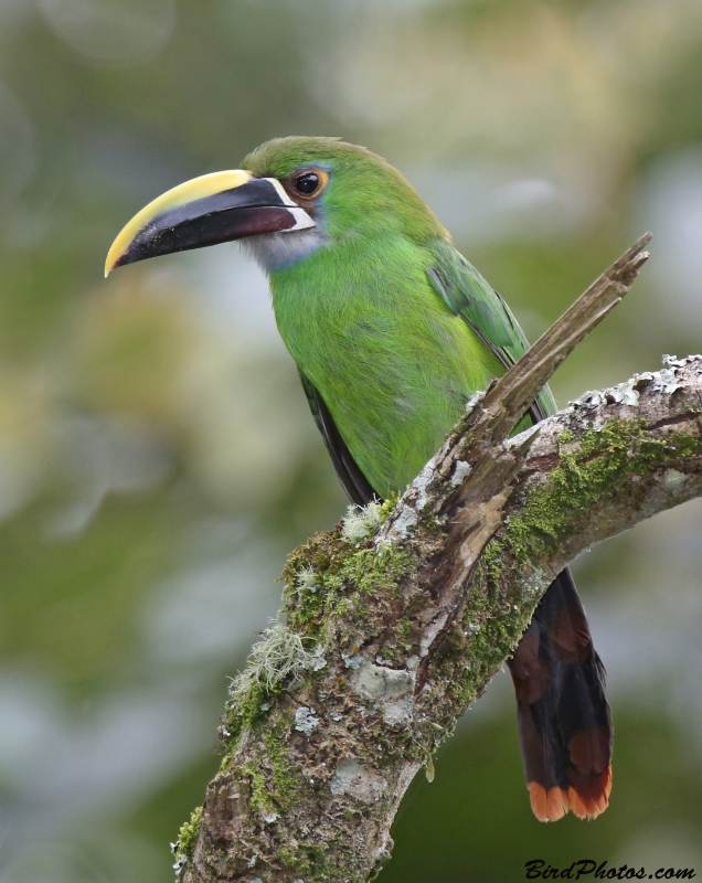 White-throated Toucanet