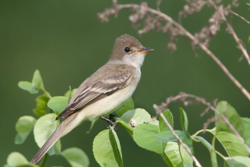 Willow Flycatcher